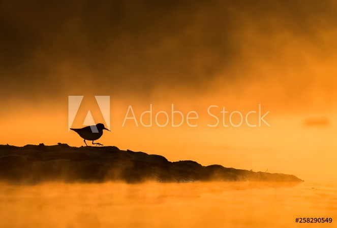 Picture of Winter moment